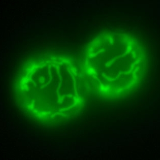 Biological Sciences